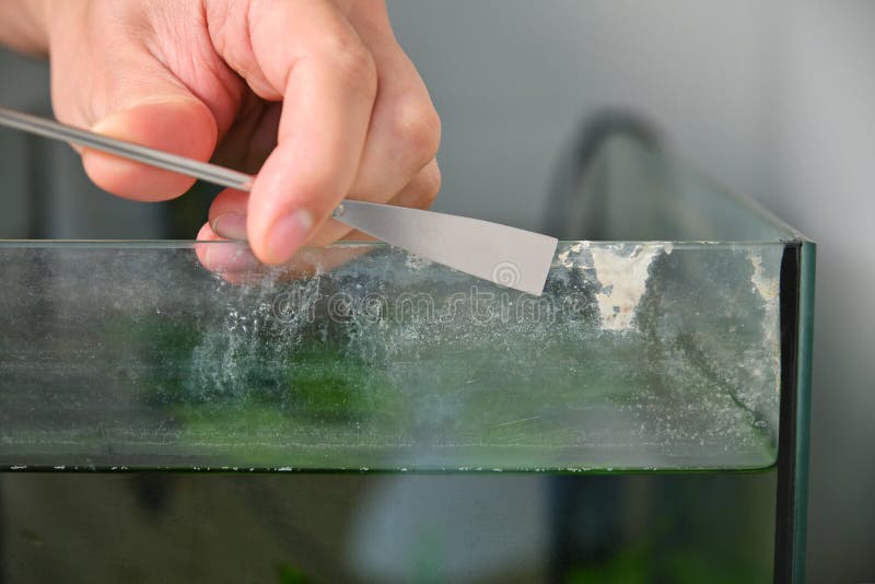 Close up of a hand cleaning lime scale in a fish tank. stock photo