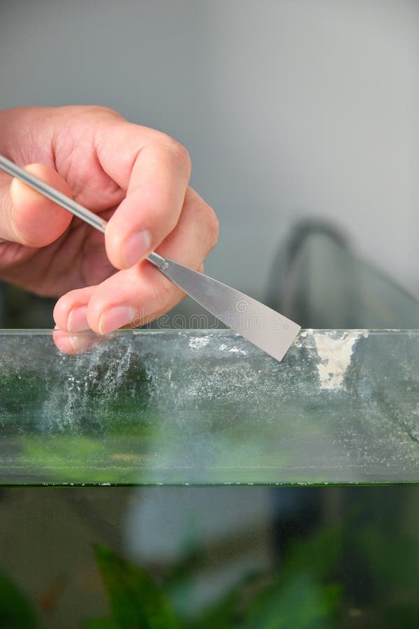 Close up of a hand cleaning lime scale in a fish tank. royalty free stock images