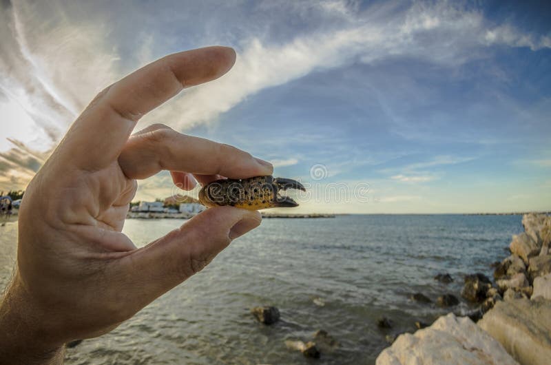 Closeup Hand Holding a Crab Claw Stock Image Image of claw, tick