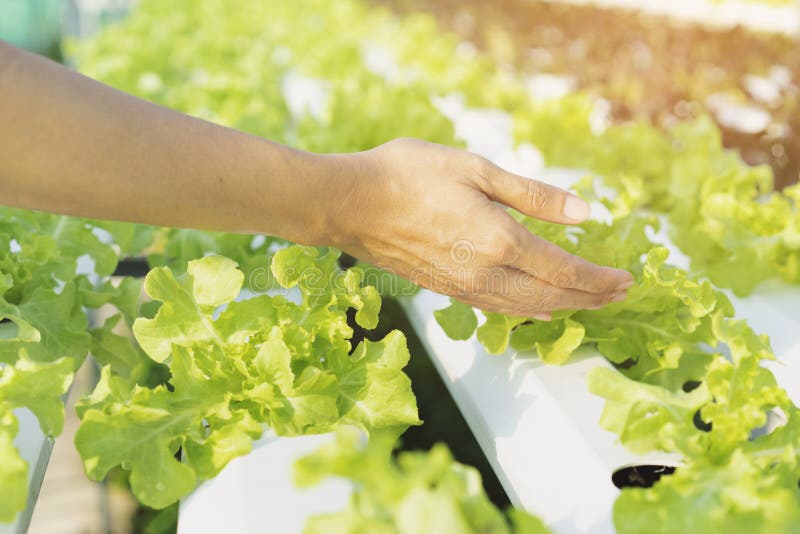 Close up hand holding hydroponics vegetable plant