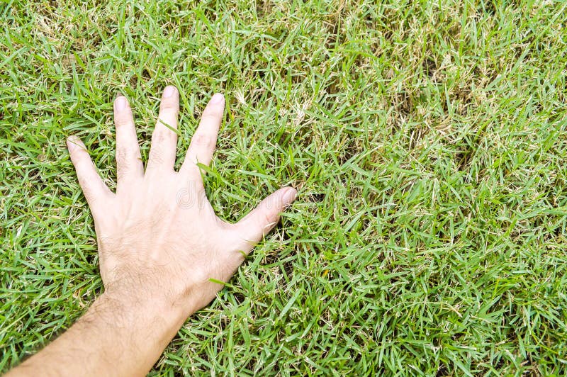 Hand Touching Grass Stock Photos - Download 2,722 Royalty Free Photos