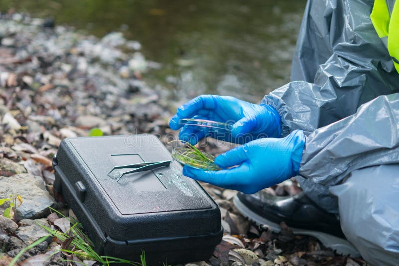 Close-up, hands in protective gloves, cover a Petri dish with a green plant, for tests, over a black suitcase and tweezers, there