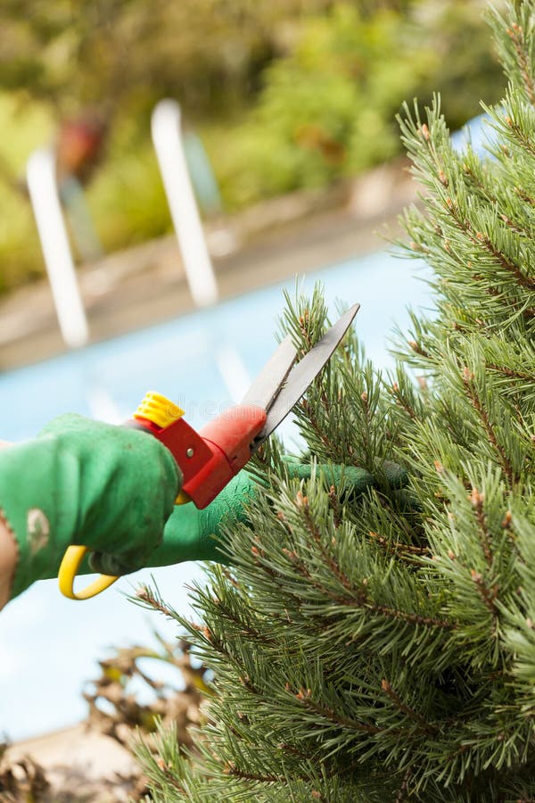 Close Up of Hands Trimming Grass with Clippers Stock Image Image of