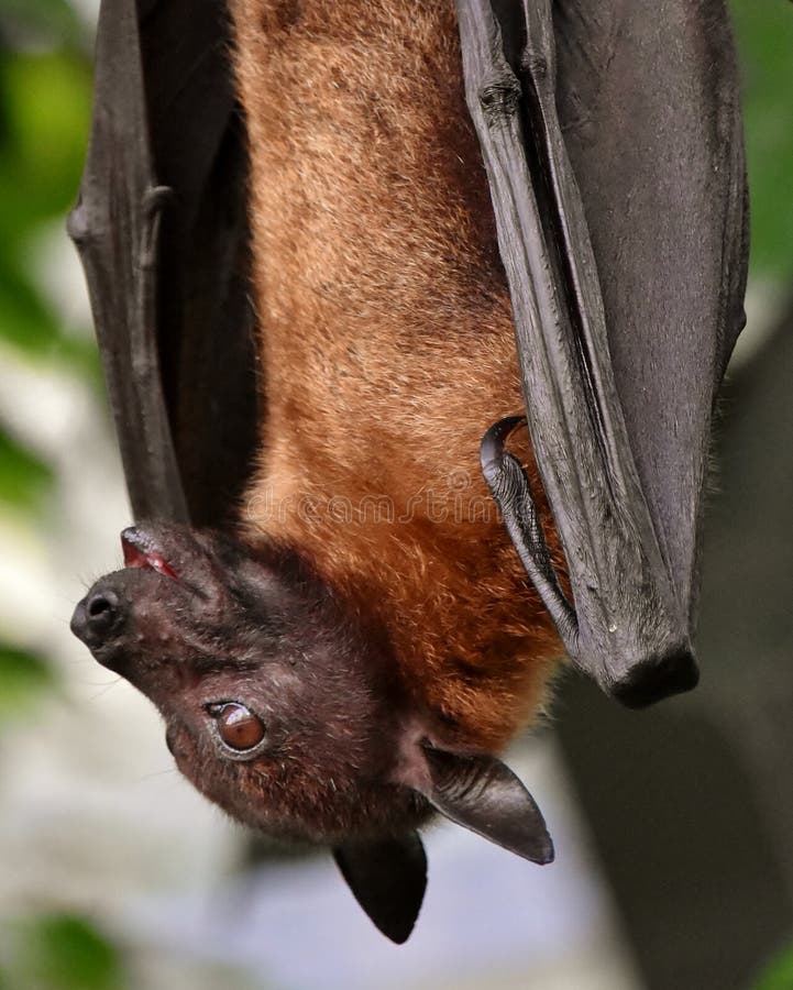 Hanging Fruit Bat stock image. Image of branch, rodent 197681