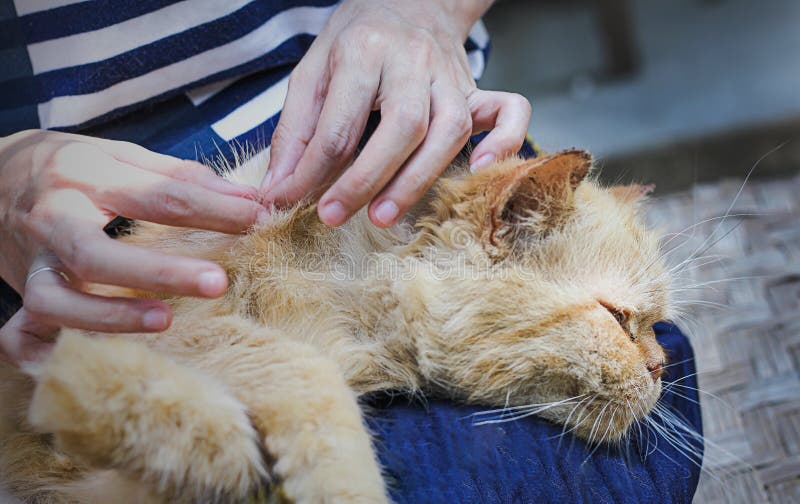 Happy cat lying on asian woman lap while her finding flea tick on cat skin hair