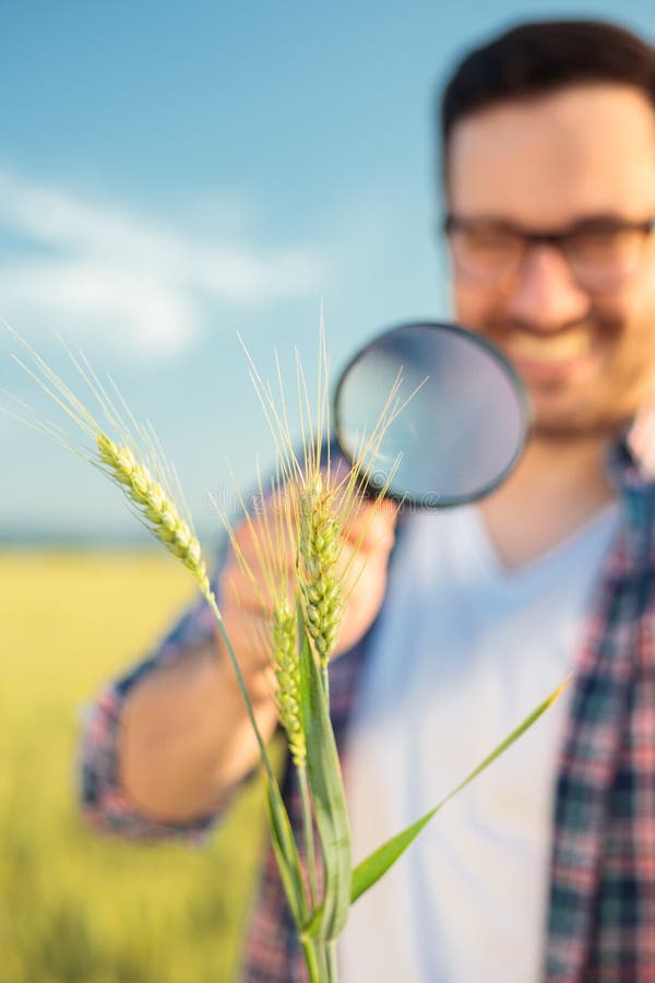 Close-up of a happy young agronomist or farmer inspecting wheat plant stems with a magnifying glass stock photo Close-up of a happy young agronomist or farmer inspecting wheat plant stems with a magnifying glass stock photo