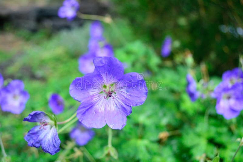 Close-up Hardy Geranium Rozanne stock foto Close-up Hardy Geranium Rozanne stock foto