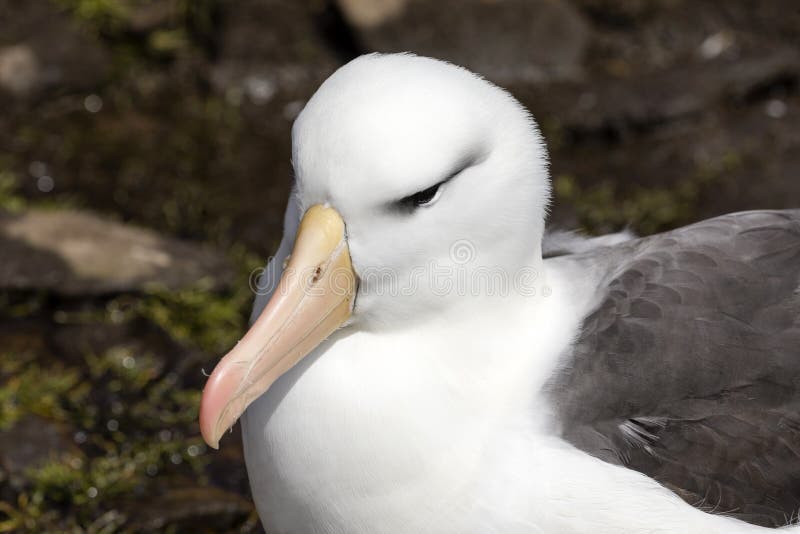 Close-up of the head of a black-browed Albatross on Saunders Island, Falkland Islands royalty free stock photos Close-up of the head of a black-browed Albatross on Saunders Island, Falkland Islands royalty free stock photos