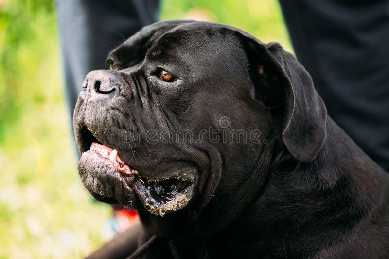 Close Up Head Of Black Young Cane Corso Dog. Big Dog