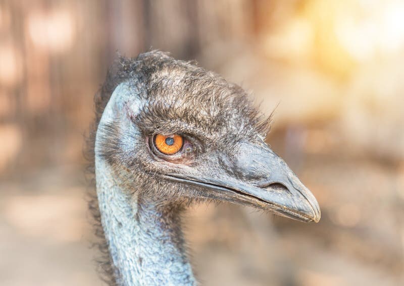 Close up head of common emu Dromaius novaehollandiae Aptenodytes forsteri flightless bird royalty free stock image Close up head of common emu Dromaius novaehollandiae Aptenodytes forsteri flightless bird royalty free stock image