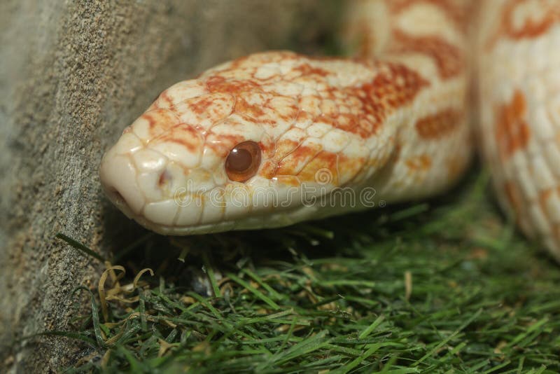 Close Up Head Corn Snake Have Orange And White Color In Garden