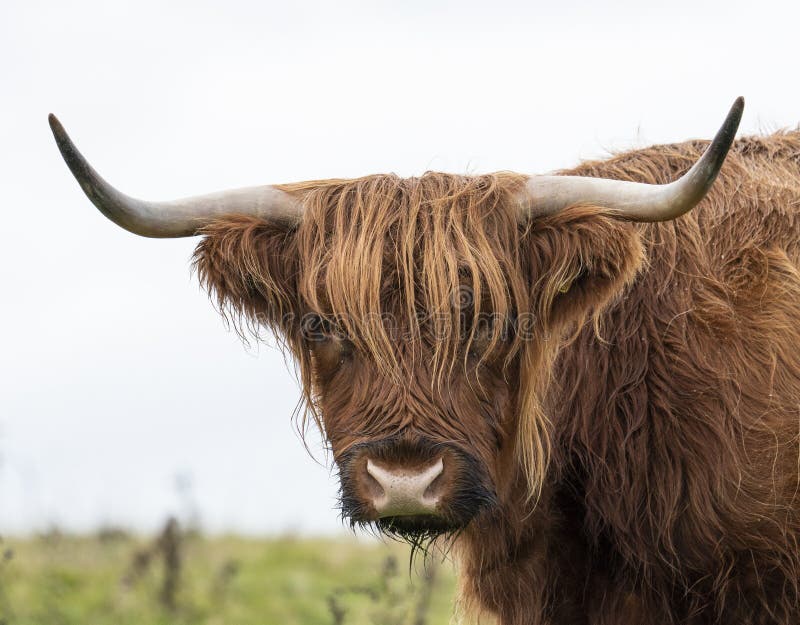Close Up of the Head of a Highland Cow in the Rain Stock Image Image