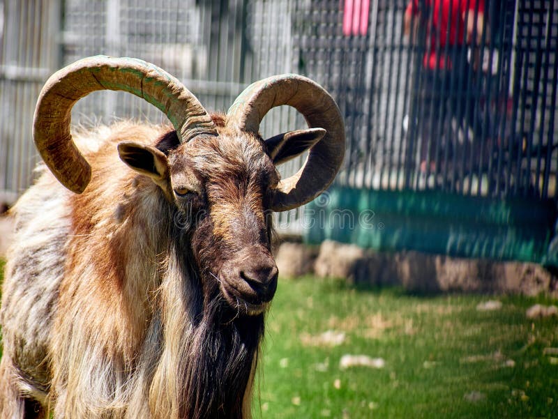 Big wild goat stock image. Image of green, animal, ears 102891099