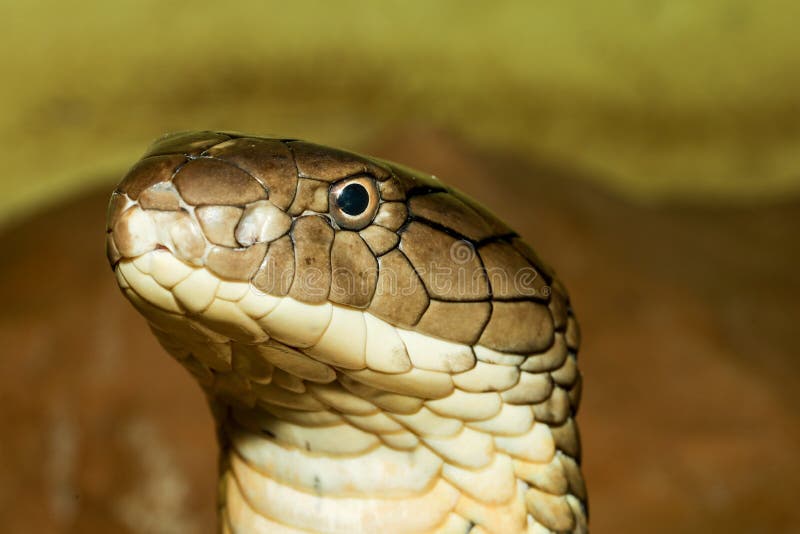 Close Up Head King Cobra is Dangerous Snake at Garden Thailand Stock Image  - Image of animal, beauty: 166291357