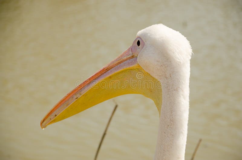 Close-up of the head with a large beak pelican