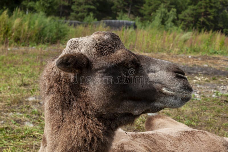 Close-up on the Head and Long Neck of a Camel with a Brown Skin on a  Background of Green Grass, Lies on the Ground. Animals in Stock Image -  Image of brown,