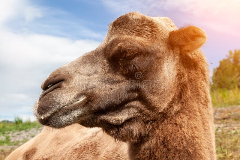 Close-up on the Head and Long Neck of a Camel with a Brown Skin on a  Background of Green Grass, Lies on the Ground. Animals in Stock Image -  Image of dromedary,