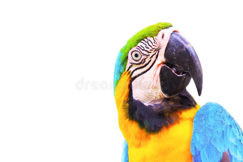 Close up head of macaw parrot isolated on white background royalty free stock images Close up head of macaw parrot isolated on white background royalty free stock images