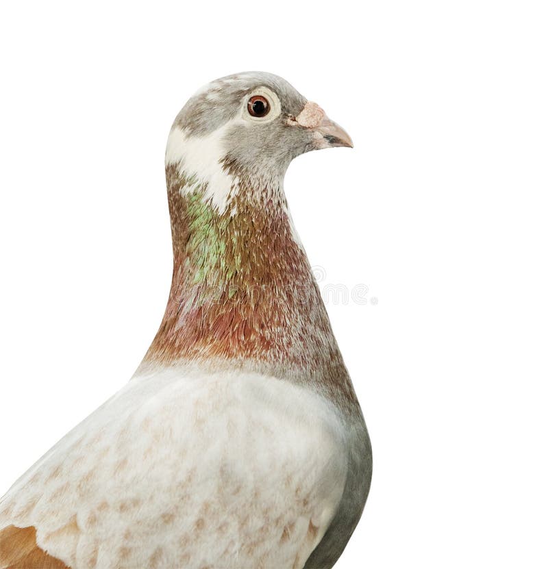 Close up head of red mealy feather color homing pigeon bird isolated white background