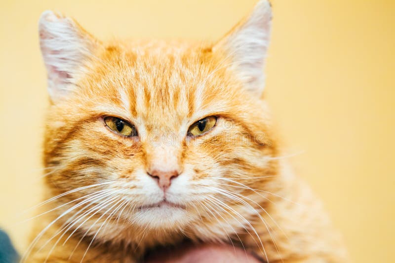 Close Up Head, Snout Of Peaceful Orange Red Tabby royalty free stock photos Close Up Head, Snout Of Peaceful Orange Red Tabby royalty free stock photos