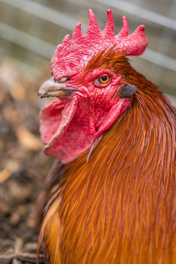 Close up of a chicken head stock photo. Image of breeding 118277782