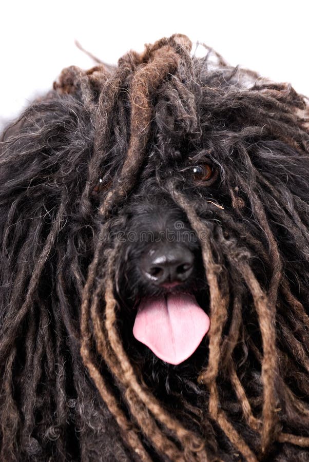 Close up head study of a Puli dog on a 255 white background. The dog is panting with his tongue out and you can actually see his eyes. Puli stock images, royalty-free photos and pictures