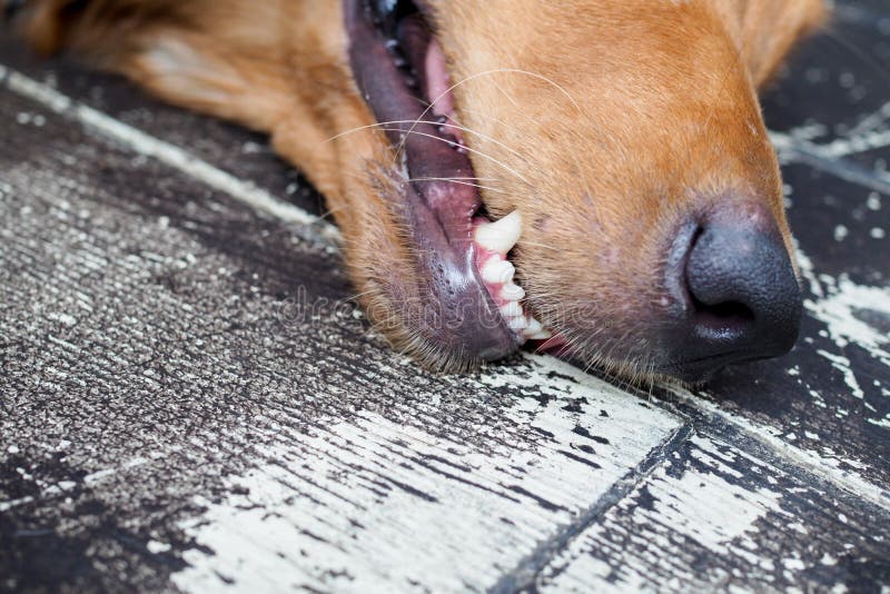 Closeup of Healthy White Dog Teeth Stock Photo Image of dental