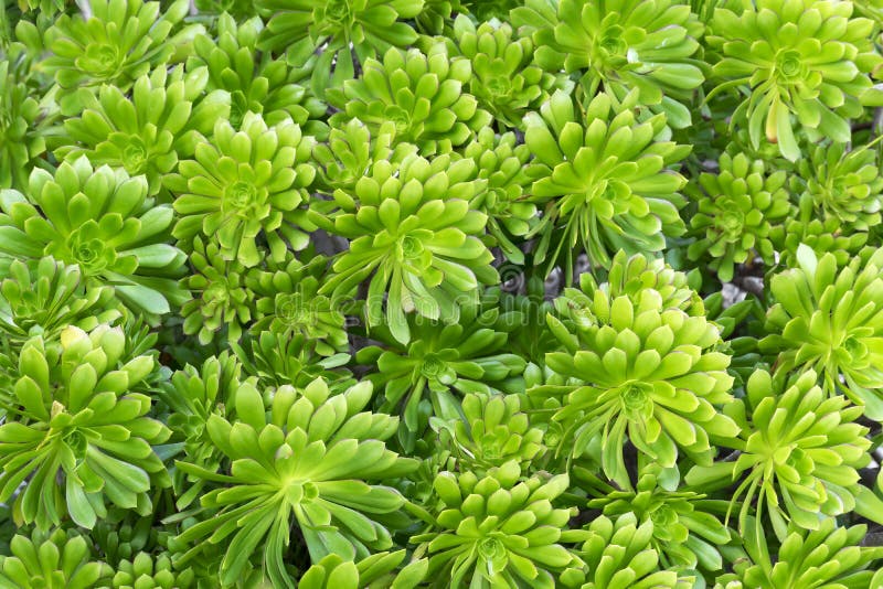 Close-up heldergroene Succulente installatie Aeonium of boom houseleek achtergrond stock afbeeldingen Close-up heldergroene Succulente installatie Aeonium of boom houseleek achtergrond stock afbeeldingen