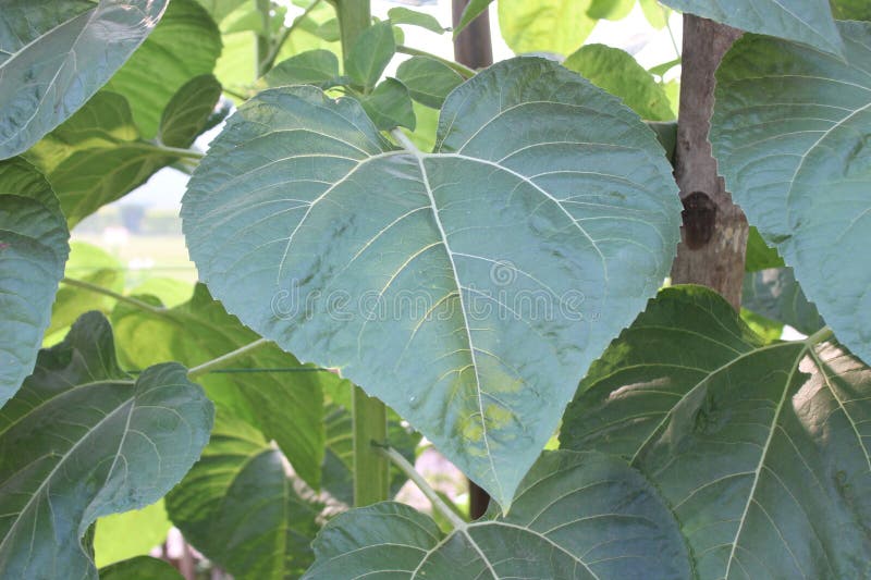 A close-up of Helianthus giganteus leaf reveals an exquisite tapestry of nature's design.