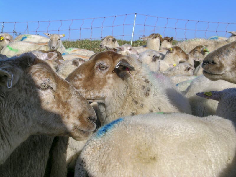 Close-up of herd of sheep, lots of sheep with colored paint marks for a fence of rope, and a blue sky. stock images Close-up of herd of sheep, lots of sheep with colored paint marks for a fence of rope, and a blue sky. stock images