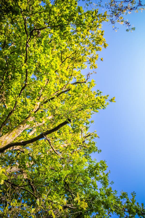 Close Up on Highlighted Green Leaves Foliage of Oak Forest Trees in ...