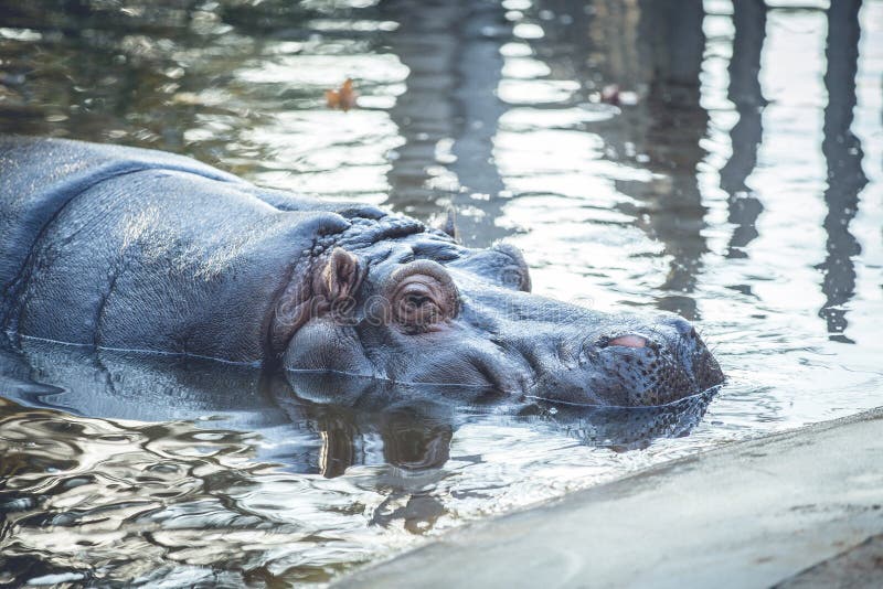 Close up of Hippopotamus resting inside the water in lake in zoo royalty free stock photo Close up of Hippopotamus resting inside the water in lake in zoo royalty free stock photo