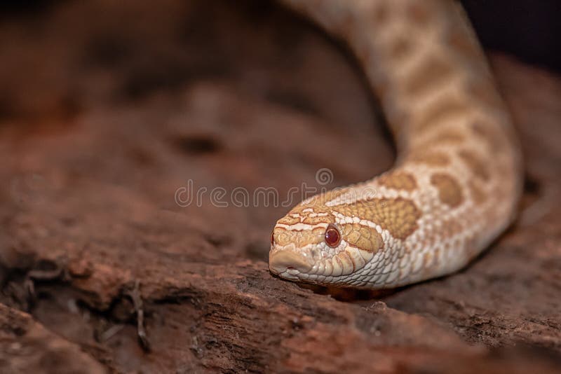 Hognose Snake Playing Dead Stock Photo - Download Image Now