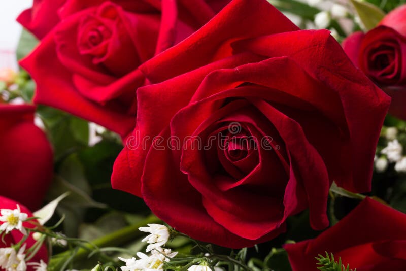 Holland roses flowers stock image. Image of bunch, holland - 44672651