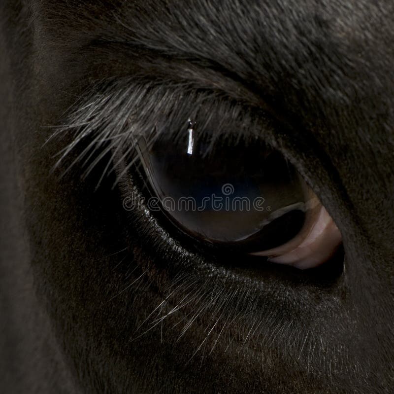 Closeup of Holstein Cow Eye Stock Image Image of indoors, portrait 15358311