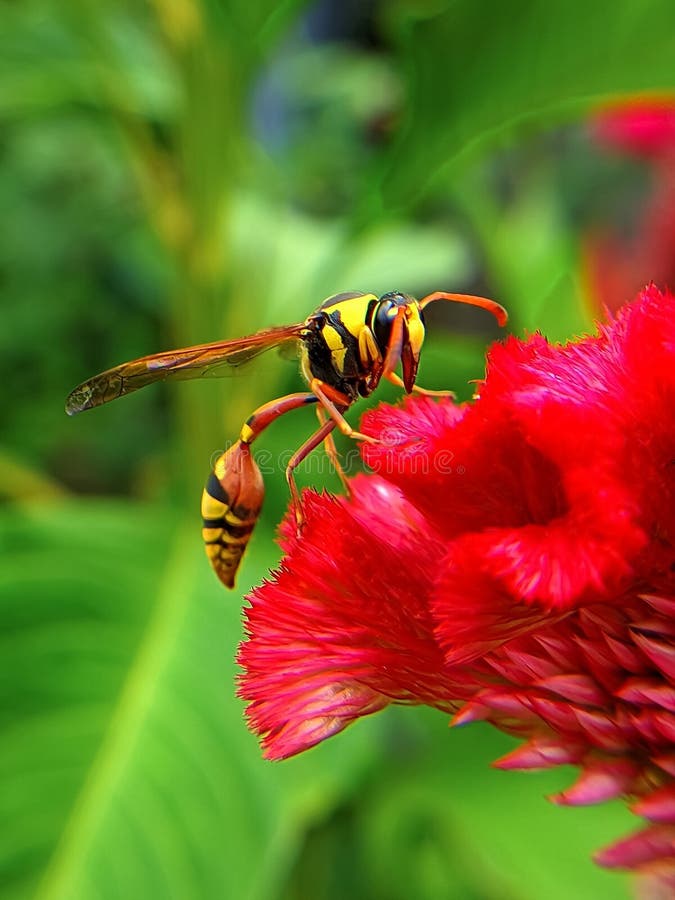Close Up Honey Bees Looking for Honey in Red Flowers Stock Photo