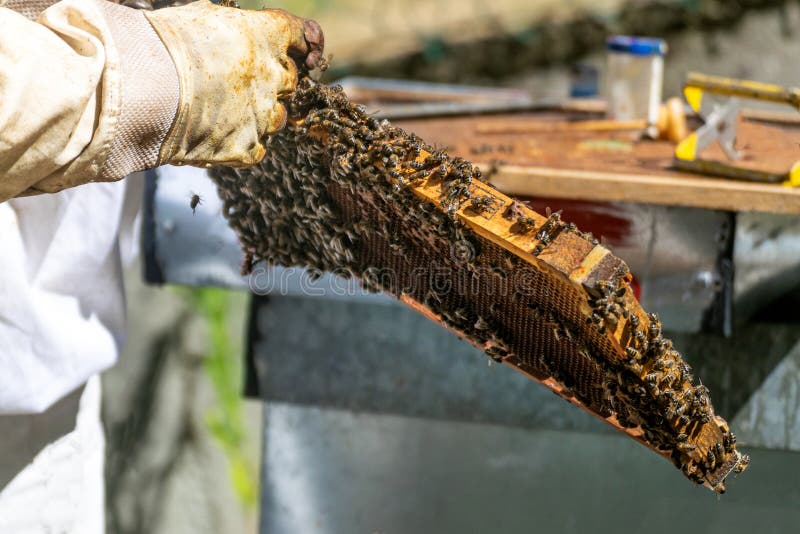 Close-up of a honeycomb held by a beekeeper stock photography