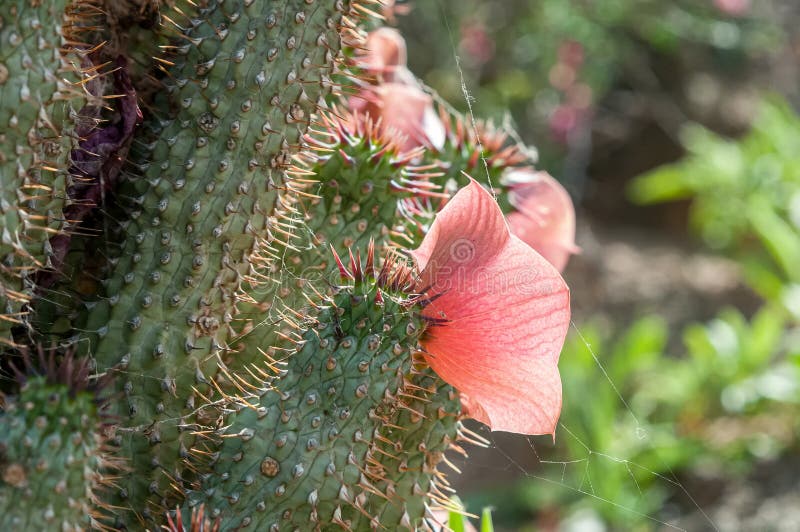 Close-up of Hoodia gordonii, a medicinal plant, in flower