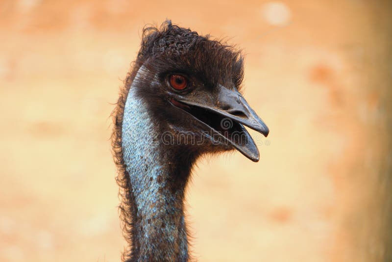 Close-up Hoofd en zijaanzicht van Struisvogel royalty-vrije stock foto Close-up Hoofd en zijaanzicht van Struisvogel royalty-vrije stock foto