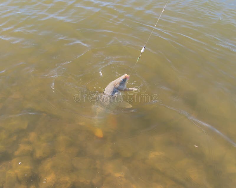 Common Carp Caught from a Crystal Clear with Rock on Bottom Lake in  Grapevine, Texas, USA Stock Photo - Image of angling, mouth: 236781606
