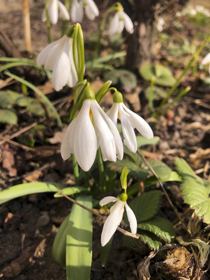 Close up horizontal photo of blooming white snowdrop. Fun Close up horizontal photo of blooming white snowdrop. Blossom, flora, flower, galanthus, garden, leaf royalty free stock photography Close up horizontal photo of blooming white snowdrop. Fun Close up horizontal photo of blooming white snowdrop. Blossom, flora, flower, galanthus, garden, leaf royalty free stock photography