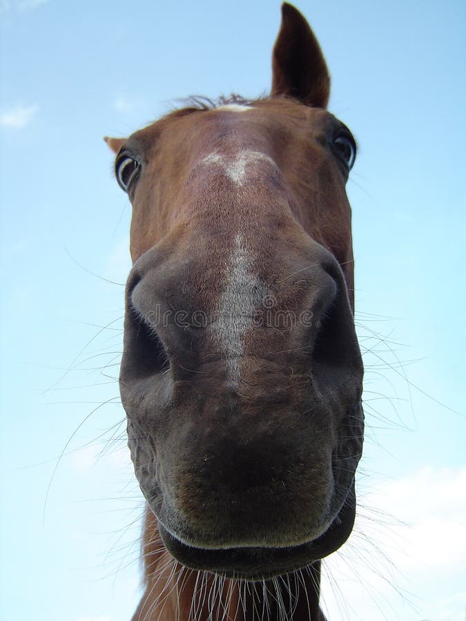 Horse Sticking Out Tongue stock photo. Image of sassy, pasture 982832