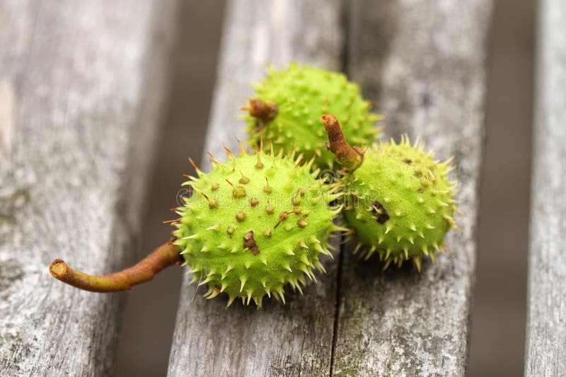 Horsechestnuts macro stock photo. Image of green, botanic 124500936