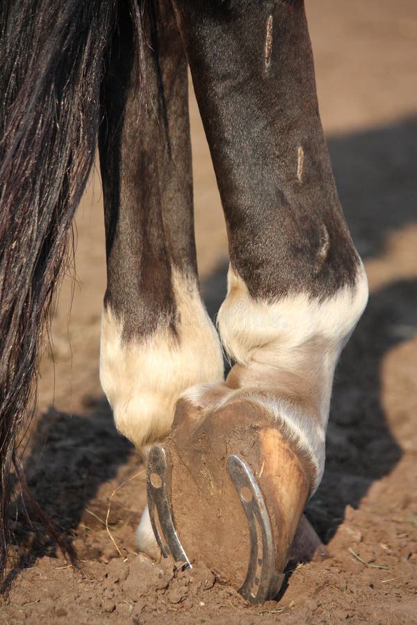 Owner of pony and donkey who could barely walk is banned for five years - Horse