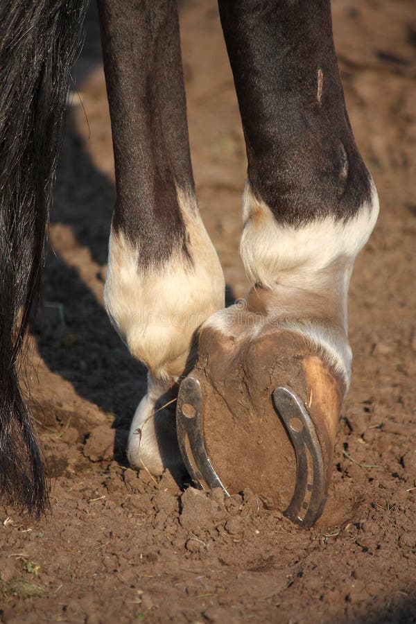 Close Up of Horse Hoof with Horseshoe Stock Photo - Image of hoof ...