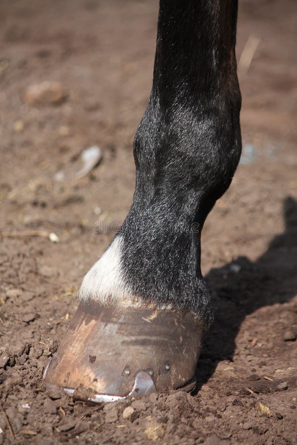 Close Up of Horse Hoof Standing on the Ground Stock Photo - Image of ...