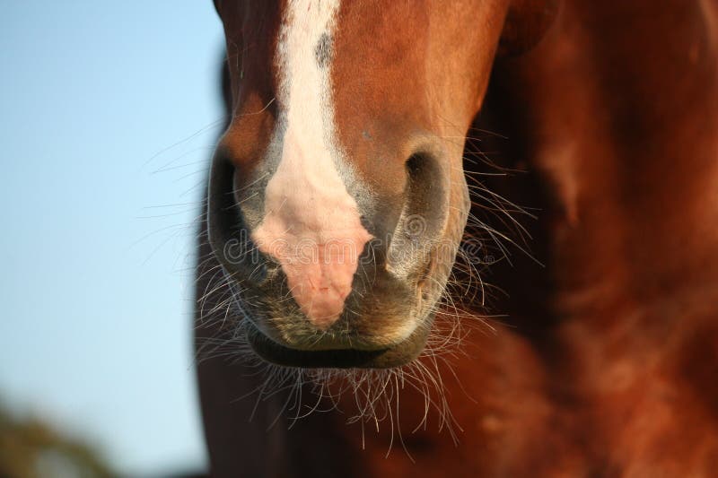 Close Up Of Horse Nose Picture. Image 83063486
