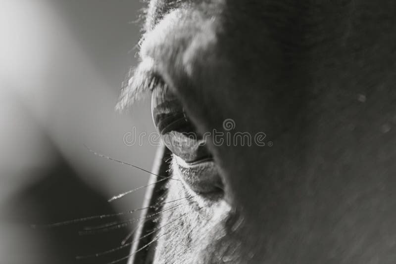 Horse eye stock image. Image of black, blink, eyeball 29998379