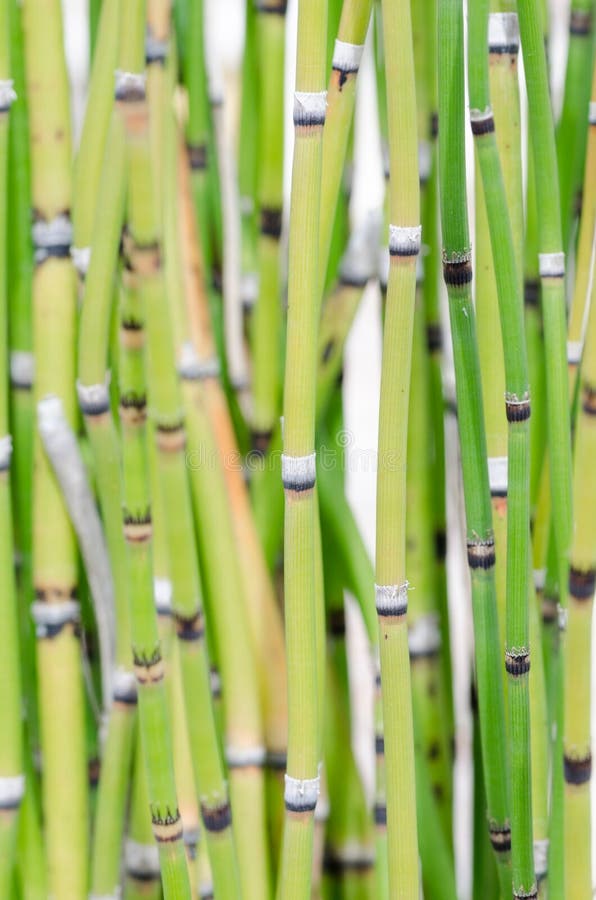 Closeup of a Horsetail Reed. Stock Image Image of reed, white 254953887