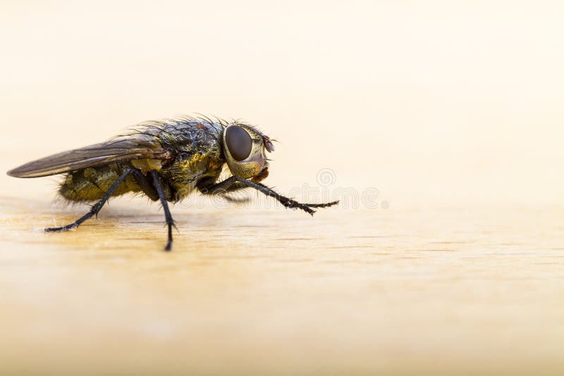 Close up of a House Fly royalty free stock photo
